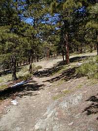 Open ponderosa pine forest