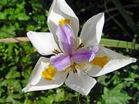 Fairy Iris (<i>Dietes grandiflora</i>)