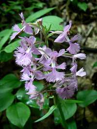 Large Purple-Fringed Orchis