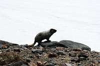 rainier marmot/wyoming rockchuck