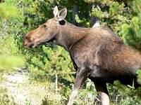 Moose in the Snake River Range Idaho