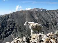 Mountain Goat on Quandary Peak