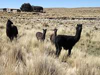 Bolivian Llama Family