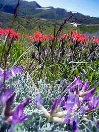 Lady-Slipper Milkvetch and Indian Paintbrush