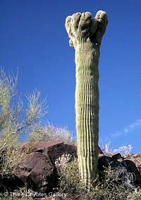 Crested Saguaro cactus