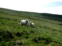 Sheep! In Wales?