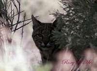 Bobcat Beauty