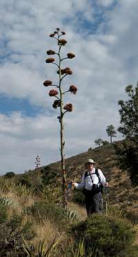 Standing next to Agave