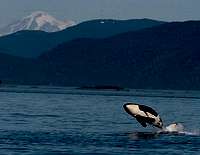 Killer whale breaches in front of Mount Baker