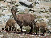 Ibex family picture in Gredos (Spain)