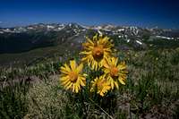 Wildflowers on the unnamed 12er