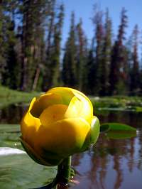 Water Lilies, Scudder Lake