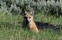 Leadville Fox