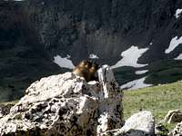 Mount Elbert Marmots