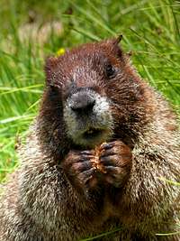 moocher marmot