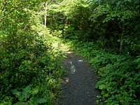 A Trail At Mount Davis...