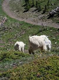 The Goats of the Sawtooth Range