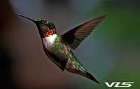 Archilochus colubris - Hummingbird - Colibri