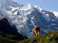 Post card motive of Silberhorn with cow in front of it