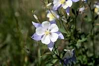 CO State Flower, the Columbine