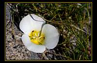Mariposa Lily 3