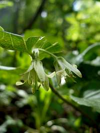 Fairybell flowers