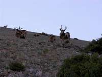 Mount Ellen Bucks