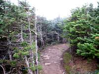 Trail descending Mount Pierce