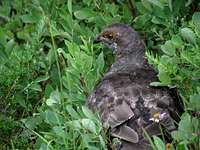 White-tailed Ptarmigan