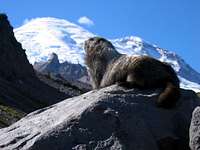 Summerland Marmot