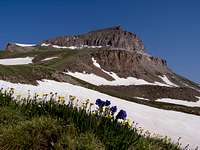 Uncompahgre with Wildflowers