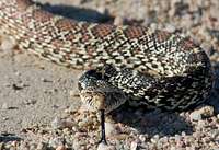Gopher  Snake