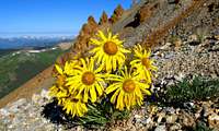 Italian Mountain Sunflowers