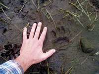 Bear cub paw print
