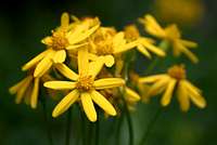 Michigan Wildflowers : Photo Albums : SummitPost