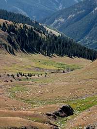 Sheep in Alpine Valley 12,000'(Wetterhorn)