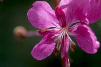 Fireweed