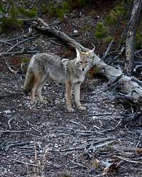 Coyote v. Wolf II