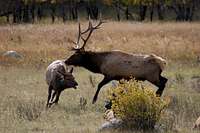 Elk Chase!!!