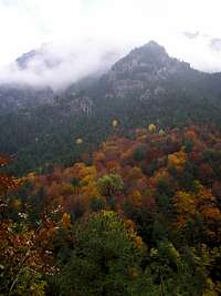 Olympos forest