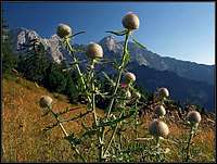 On Jenkova planina