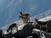 Goats visiting the summit