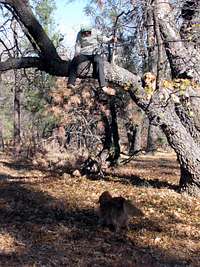 California Tree Climbing Dog