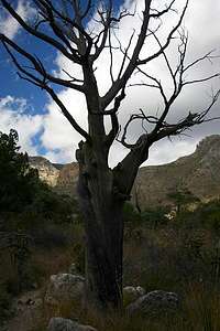 Pine Springs Canyon - Dead Tree