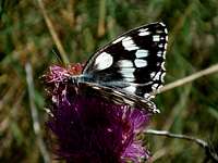 Melanargia Galathea