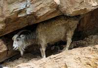  A goat