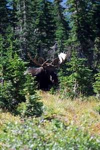 bull moose near Ptarmigan Lake