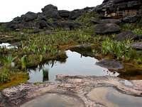 Surface of Roraima