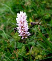 Flora of Tatra Mountains