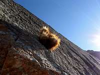 Barrel Cactus clings to the rock